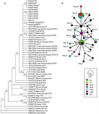 Risk Evaluation of Pathogenic Intestinal Protozoa Infection Among Laboratory Macaques, Animal Facility Workers, and Nearby Villagers From One Health Perspective